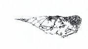 Image spindle